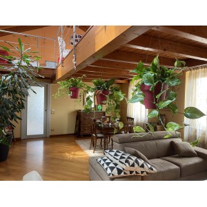 Piante da interno sospese in vasi rossi nel soggiorno. Vasi appesi decorativi.