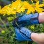 Guanti da fioraio blu con borchie in PVC, taglia 9, giardinaggio con fiori gialli.