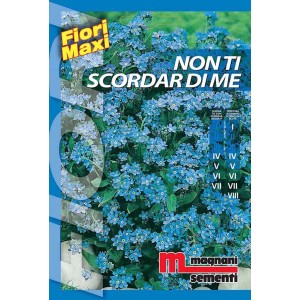 Confezione di semi di Non ti scordar di me (t.b.t.) per aiuole e giardini.