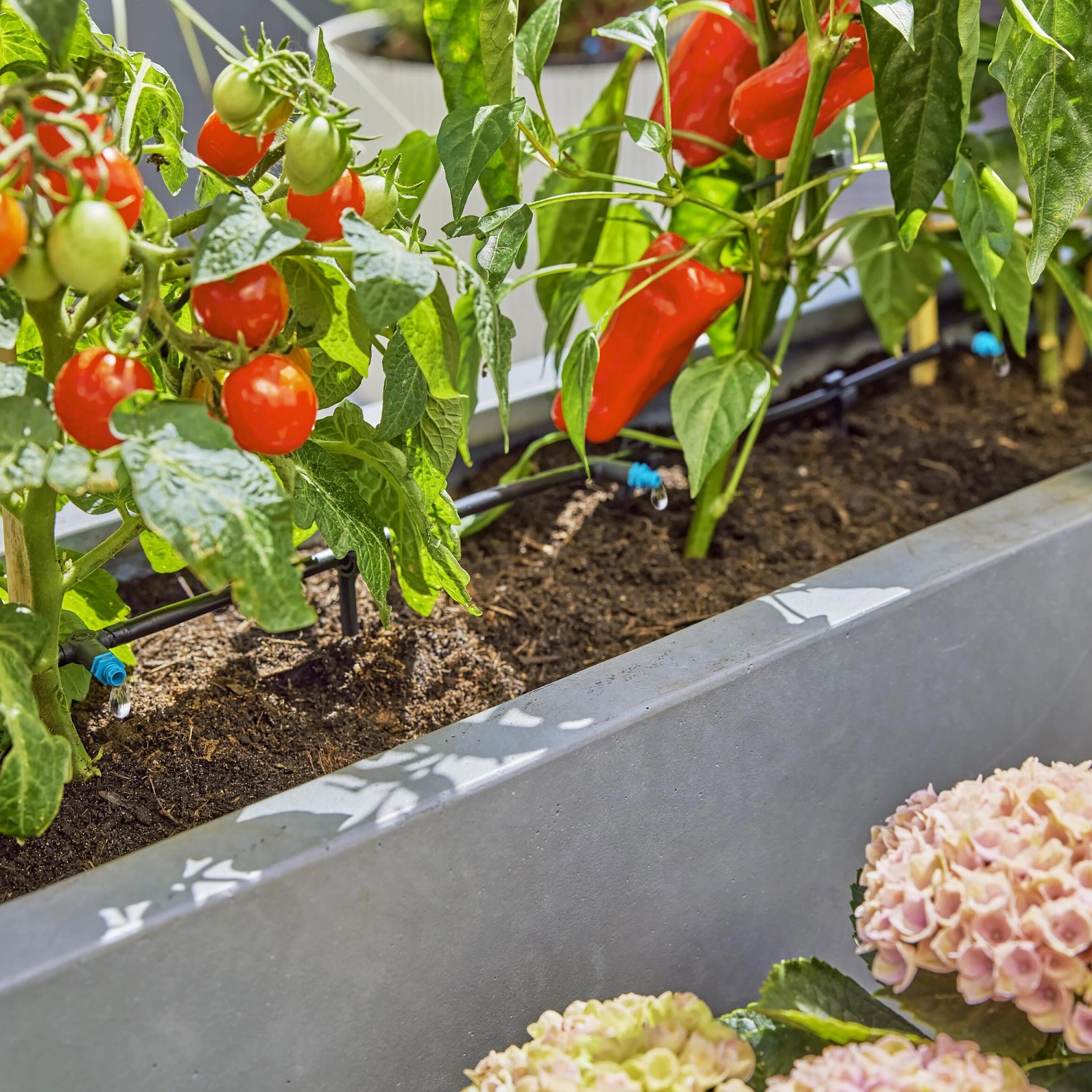 Set irrigazione a goccia Gardena per terrazza con piante di pomodoro e peperone in fioriera.
