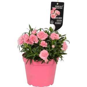 Garofano dei poeti Doublelicious Megan rosa in vaso, pianta da contenitore colorata per giardino e balcone.