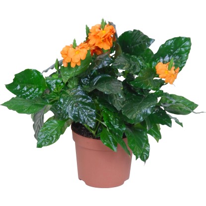 Crossandra Mona Wallhead arancione vaso Ø 9 cm