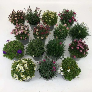 Diverse piante tappezzanti sempreverdi e fiorite in vaso. Ideale come t.b.t.