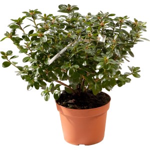 Azalea verde in vaso, pianta d'appartamento per casa e giardino.