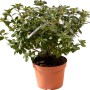 Azalea verde in vaso, pianta d'appartamento per casa e giardino.