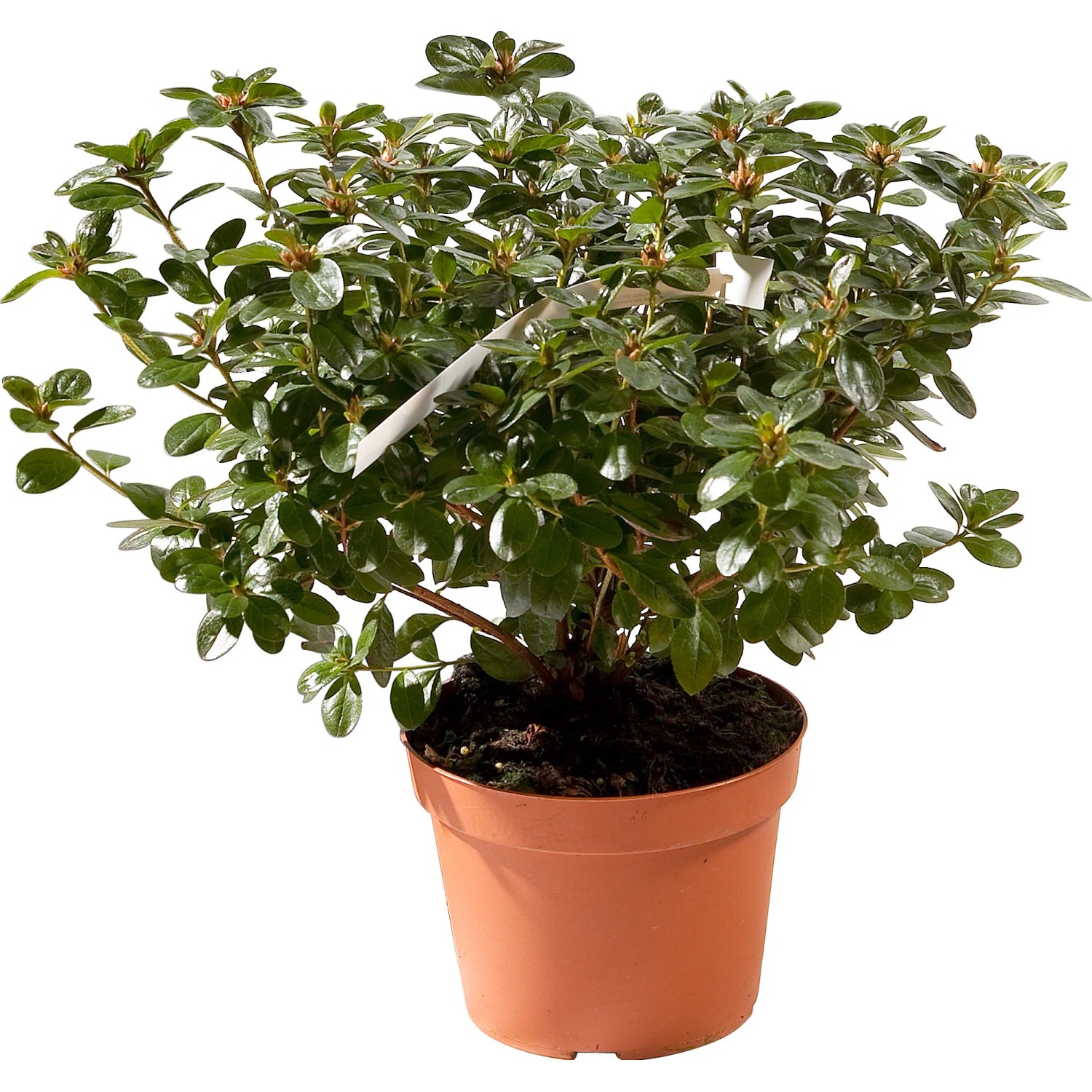 Azalea verde in vaso, pianta d'appartamento per casa e giardino.
