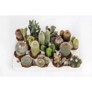 Vari cactus in vaso su un vassoio. Varietà di forme e dimensioni.