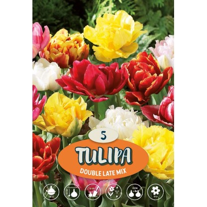Tulipano Doppio in ritardo Misto