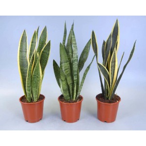 Tre diverse varietà di Sansevieria (t.b.t.) in vasi marroni.