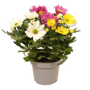 Crisantemi colorati in vaso con fiori gialli, bianchi e rosa.