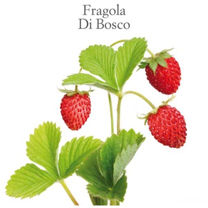 Fragola di bosco vaso 10 cm