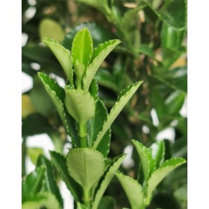 Euonymus japonicus 'Benkomasaki'