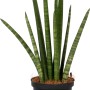 Sansevieria cylindrica in vaso nero, pianta verde decorativa.