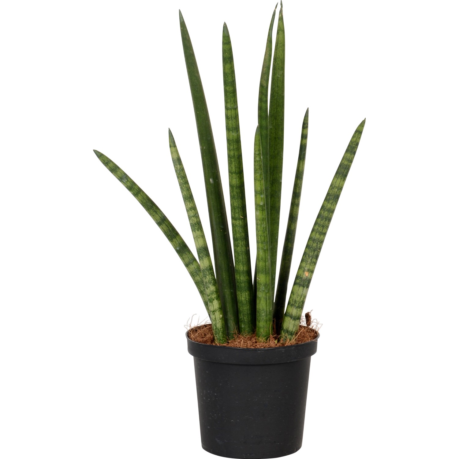 Sansevieria cylindrica in vaso nero, pianta verde decorativa.