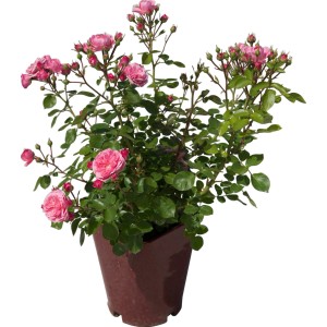 Rosa rampicante in vaso con delicati fiori rosa e foglie verdi.