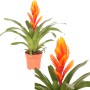 Vriesea Intenso arancione in vaso, una pianta fiorita esotica di GROW by OBI.