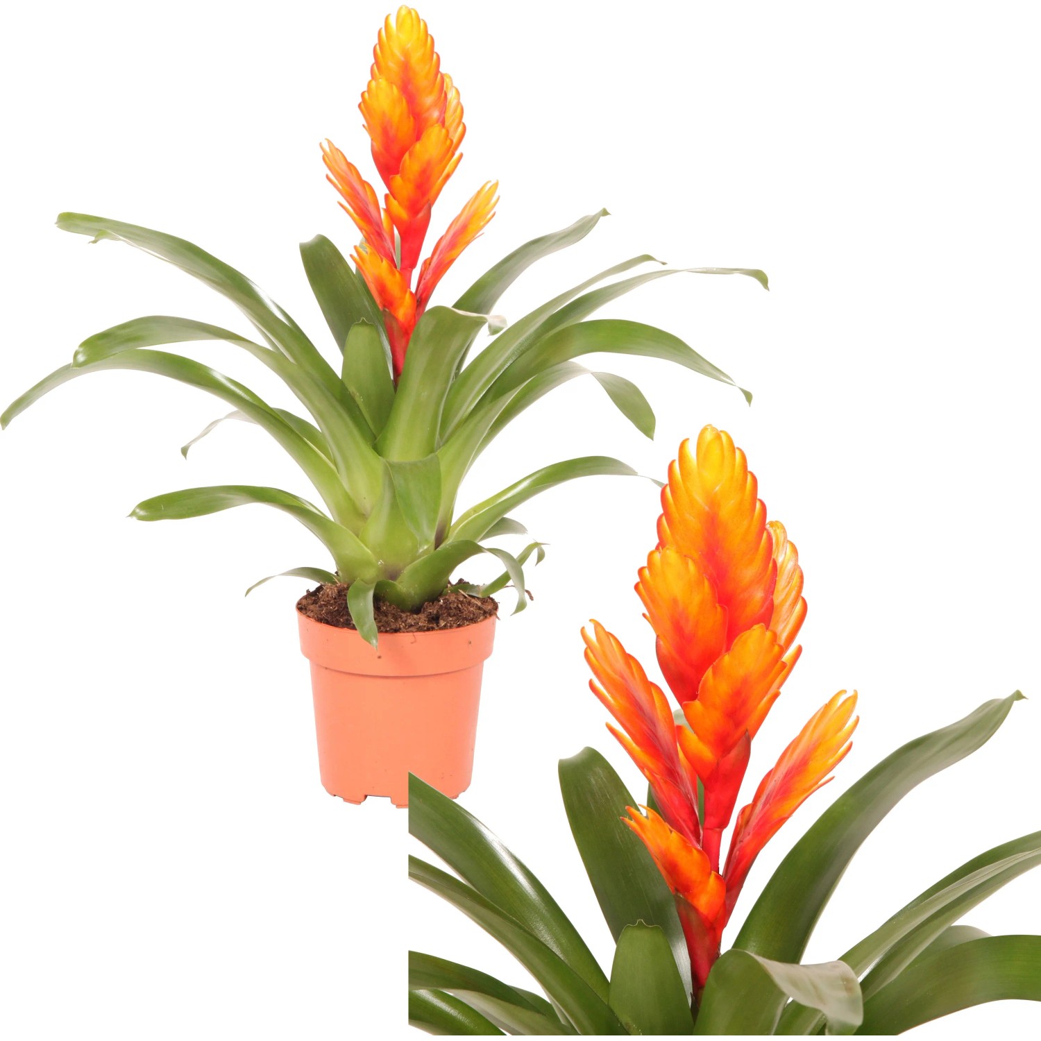 Vriesea Intenso arancione in vaso, una pianta fiorita esotica di GROW by OBI.