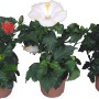 Ibisco rosa Hawaii mix in vaso con fiori rossi, bianchi e gialli.