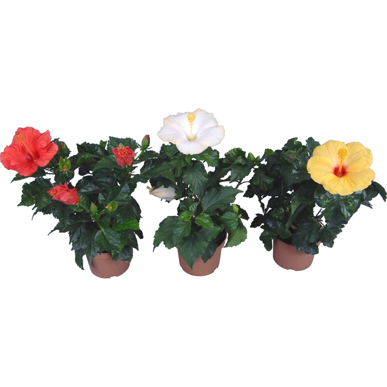 Ibisco rosa Hawaii mix in vaso con fiori rossi, bianchi e gialli.