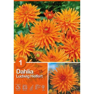 Dalia arancione Ludwig Helfert, dalia cactus, fiore estivo per aiuole e bordure.