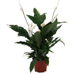 t.b.t. pianta da interno con fiori bianchi in vaso.