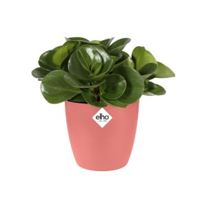 t.b.t. Portavasi con pianta verde in vaso color corallo.