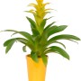 Bromelia gialla in vaso di ceramica (circa 13 cm Ø). Pianta d'appartamento decorativa.