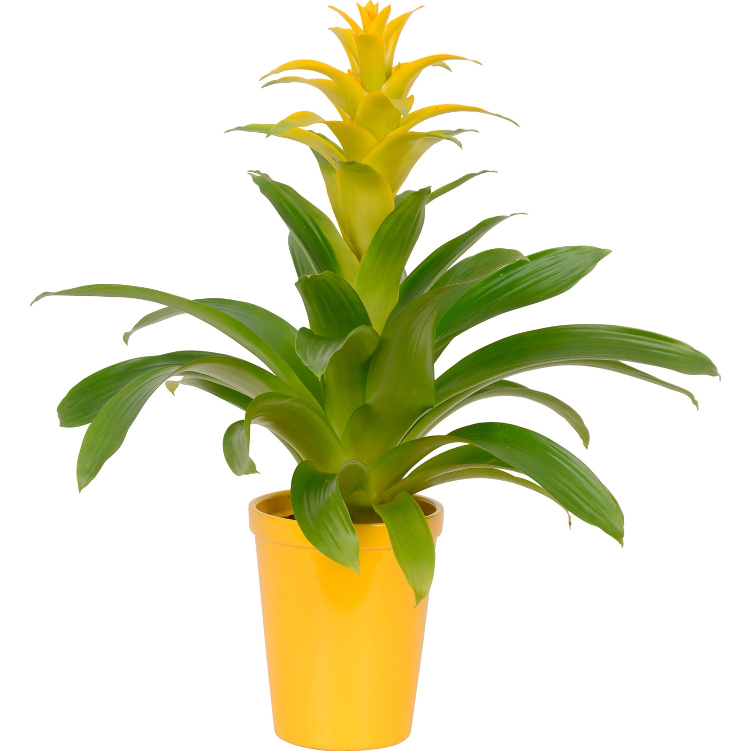 Bromelia gialla in vaso di ceramica (circa 13 cm Ø). Pianta d'appartamento decorativa.