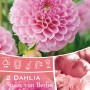 Dalia rosa 'Stolze von Berlin', fiore a pompon, ideale per aiuole e vasi.
