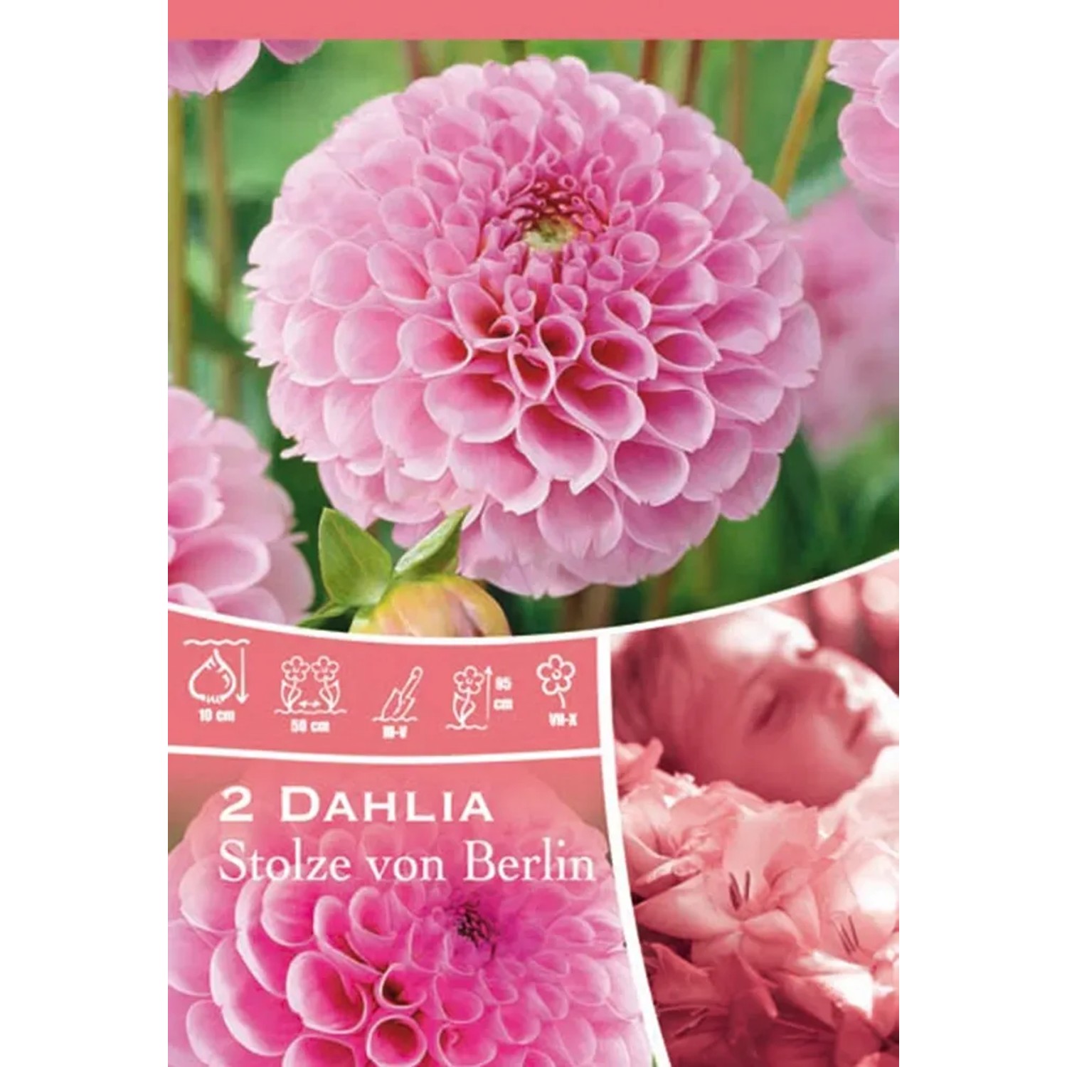 Dalia rosa 'Stolze von Berlin', fiore a pompon, ideale per aiuole e vasi.