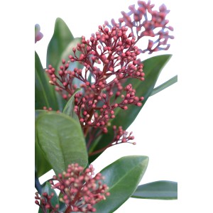 Skimmia 'Rubella' con boccioli rosa e foglie verdi in vaso.