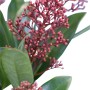 Skimmia 'Rubella' con boccioli rosa e foglie verdi in vaso.