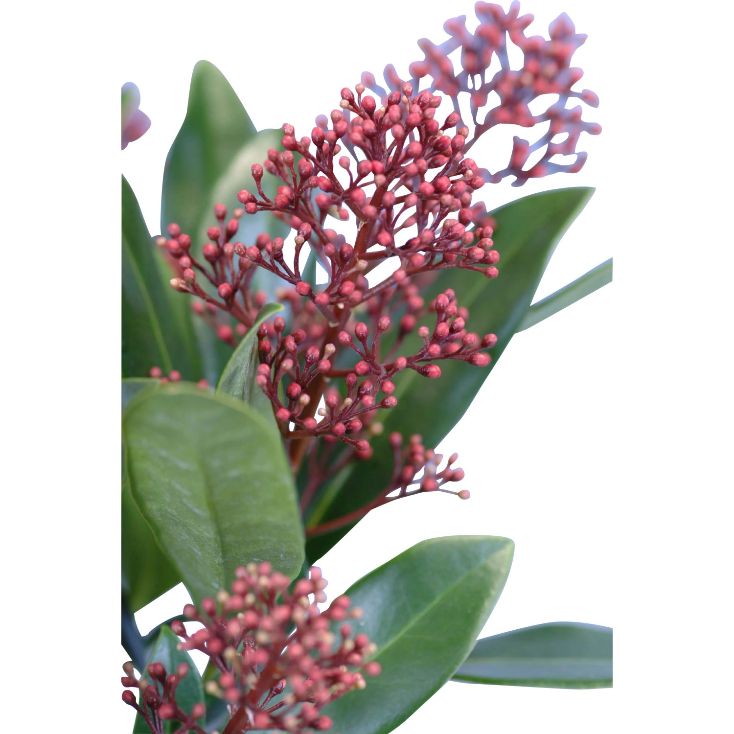 Skimmia 'Rubella' con boccioli rosa e foglie verdi in vaso.