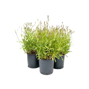 Tre piante di T.b.t. in vasi grigi, un'aggiunta attraente per il giardino.