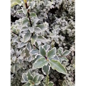 Primo piano della pianta t.b.t. con foglie variegate verdi e bianche.