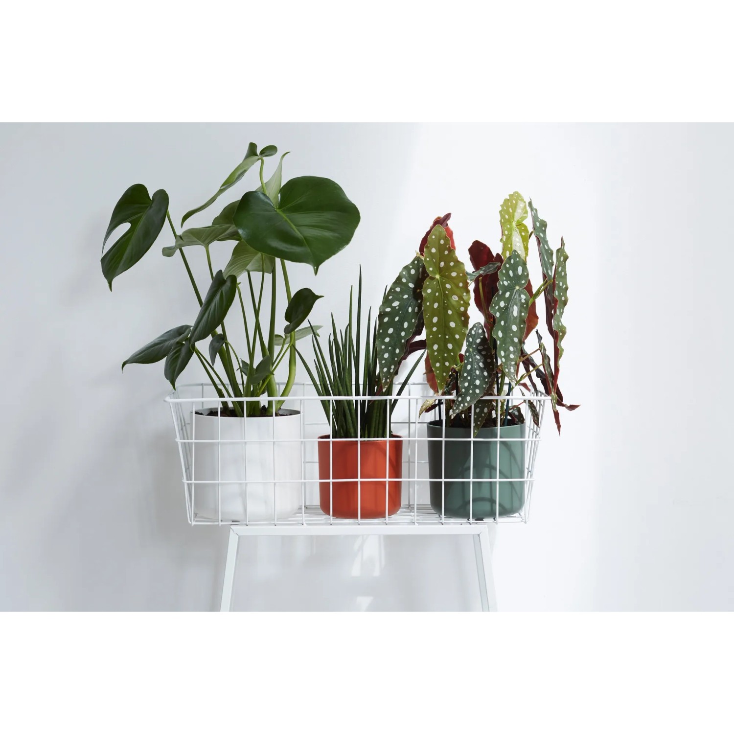 Elho - Coprivaso In Plastica Greenville, Colore Antracite, Diametro 13,8 Cm - Ultraleggero E Resistente Ai Raggi UV