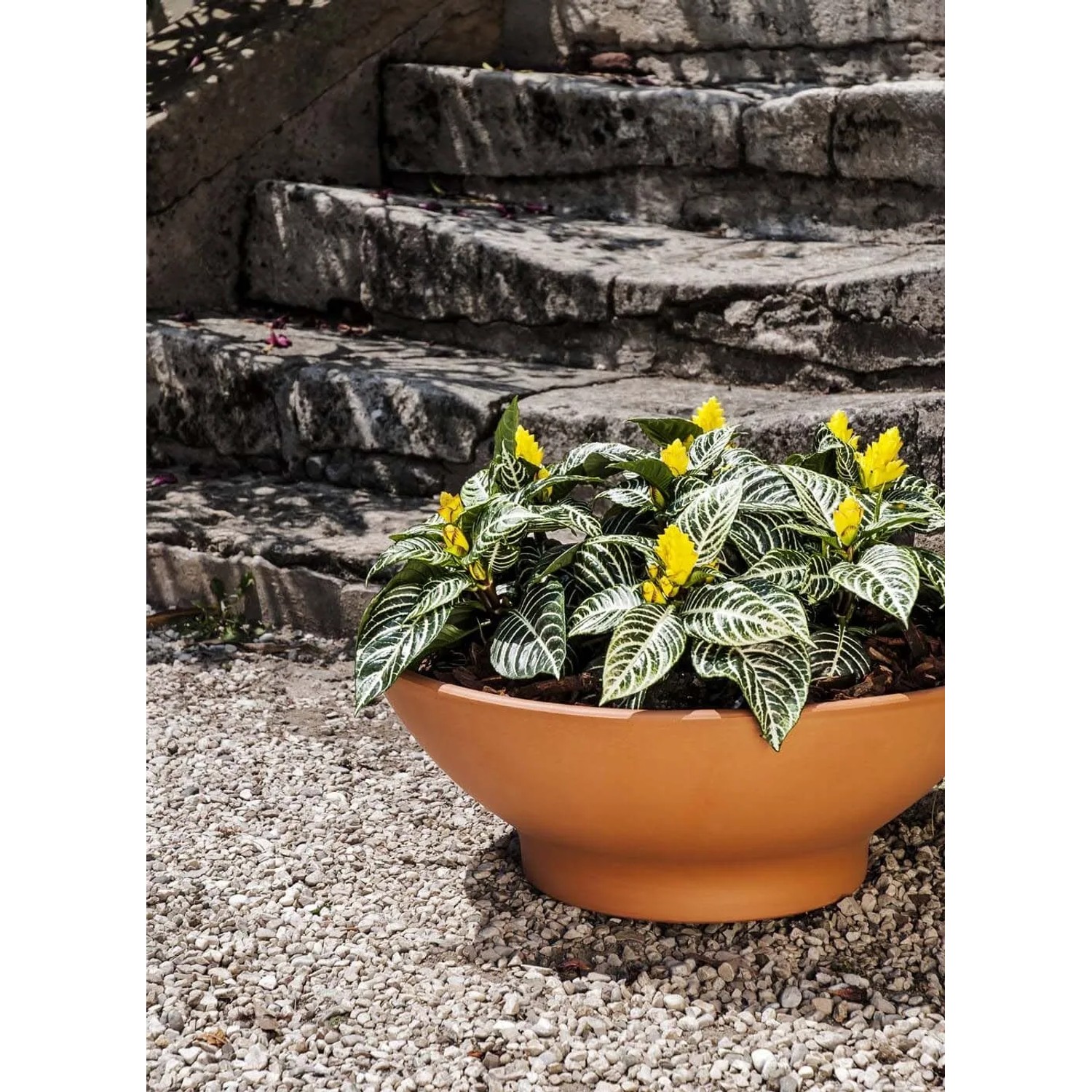 Ciotola in terracotta bassa ø 26 cm_2