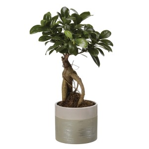Bonsai in vaso, t.b.t., pianta da interno con foglie verdi e radici distintive.