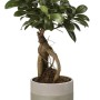 Bonsai in vaso, t.b.t., pianta da interno con foglie verdi e radici distintive.