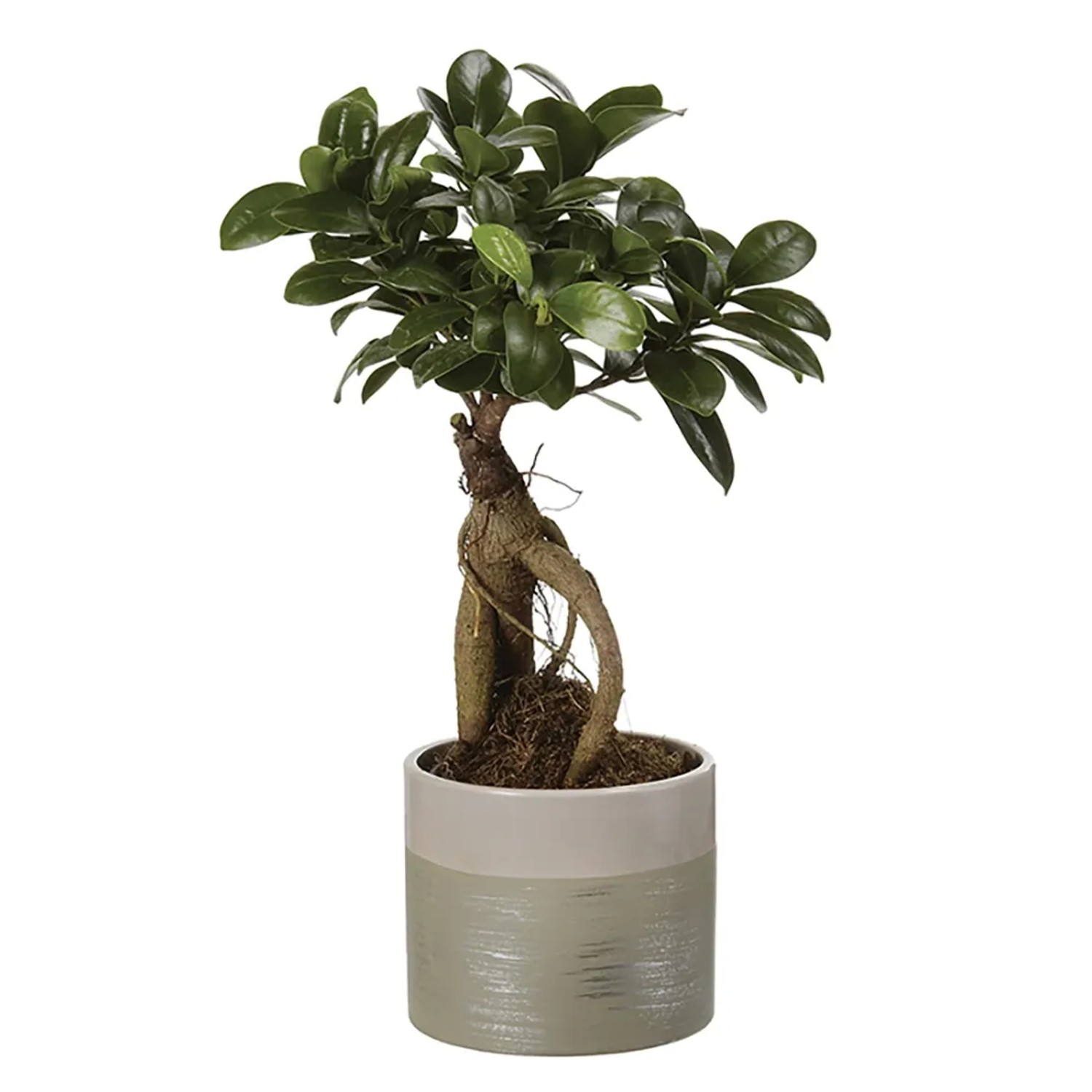 Bonsai in vaso, t.b.t., pianta da interno con foglie verdi e radici distintive.