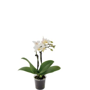 Orchidea dai colori chiari con foglie verdi in vaso.