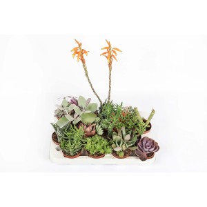 Assortimento di piante grasse e aloe in fiore in un set, ideale per luoghi soleggiati.