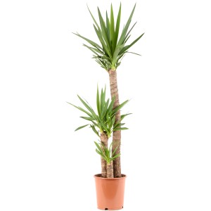 GROW by OBI palma di yucca con 3 fusti in vaso, alta circa 130-140 cm.