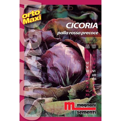 Semi orto maxi Cicoria pallarossa