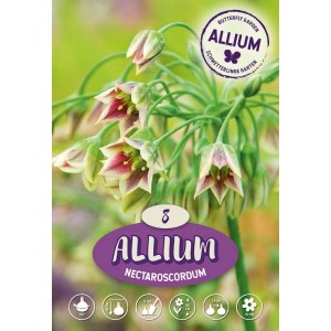 Aglio ornamentale Nectaroscordum in fiore con fiori verdi e rossi.