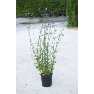 Verbena (t.b.t.) in vaso, una pianta perenne da fiore attraente per il giardino.