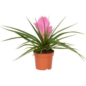 Tillandsia Josée in vaso, ca. 9 cm, con fiore rosa. Pianta d'appartamento decorativa.