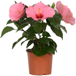 Ibisco rosa HibisQs in vaso, pianta da interno fiorita con fiori rosa.