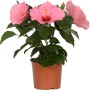 Ibisco rosa HibisQs in vaso, pianta da interno fiorita con fiori rosa.