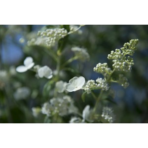 Primo piano di un'ortensia paniculata bianca (Ortensia paniculata) con fiori.